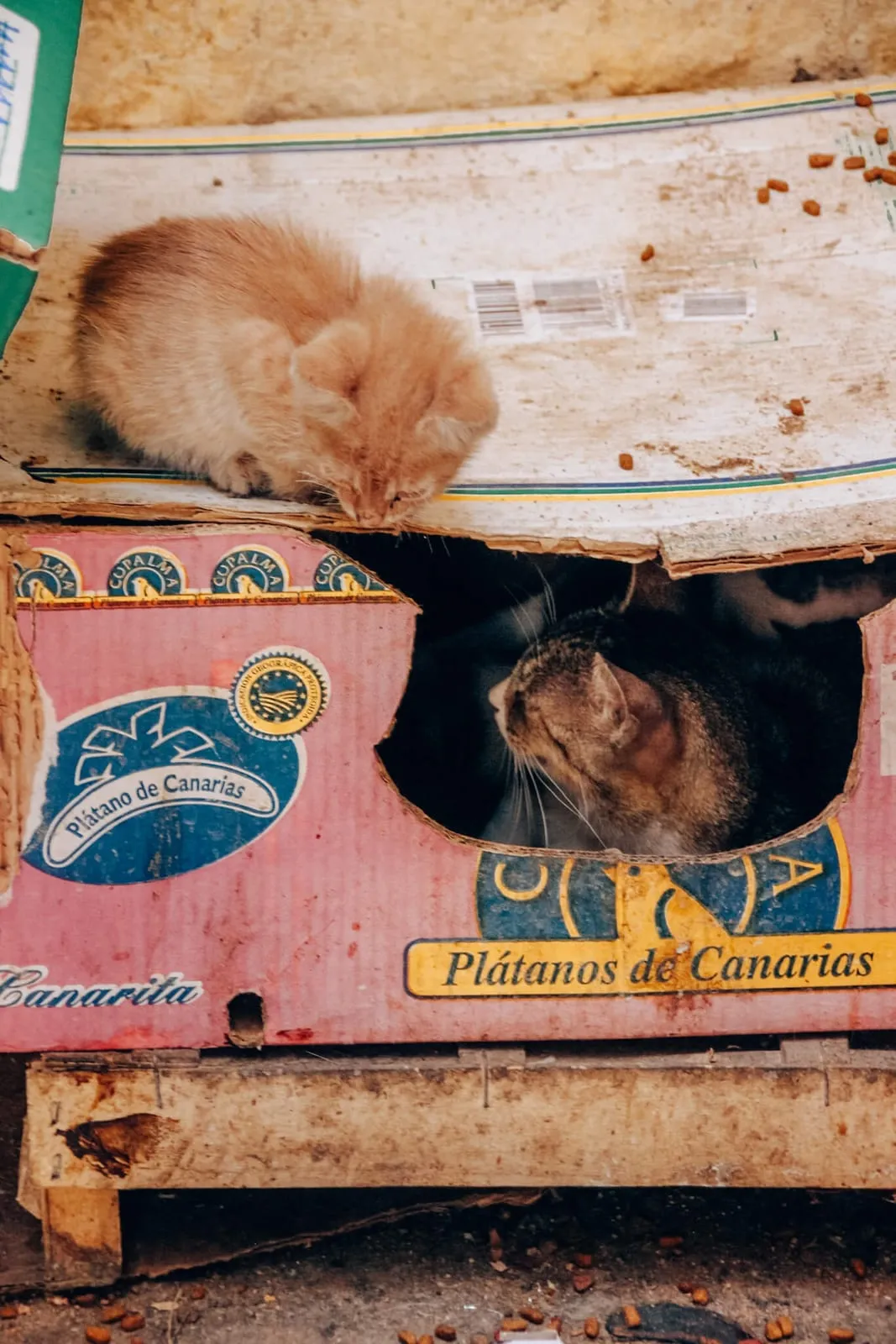 Fès – Foto 4